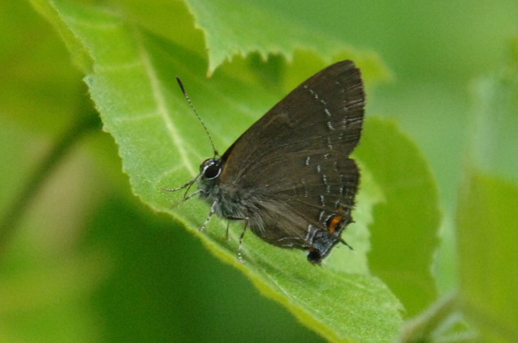 013 2007-07012376b Quabbin Reservoir, MA.jpg - Banded Hairstreak butterfly. Quabbin Reservoir, MA, 7-1-2007